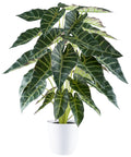 Alocasia x30, 68cm, gruen im Melamintopf weiss 15x14cm