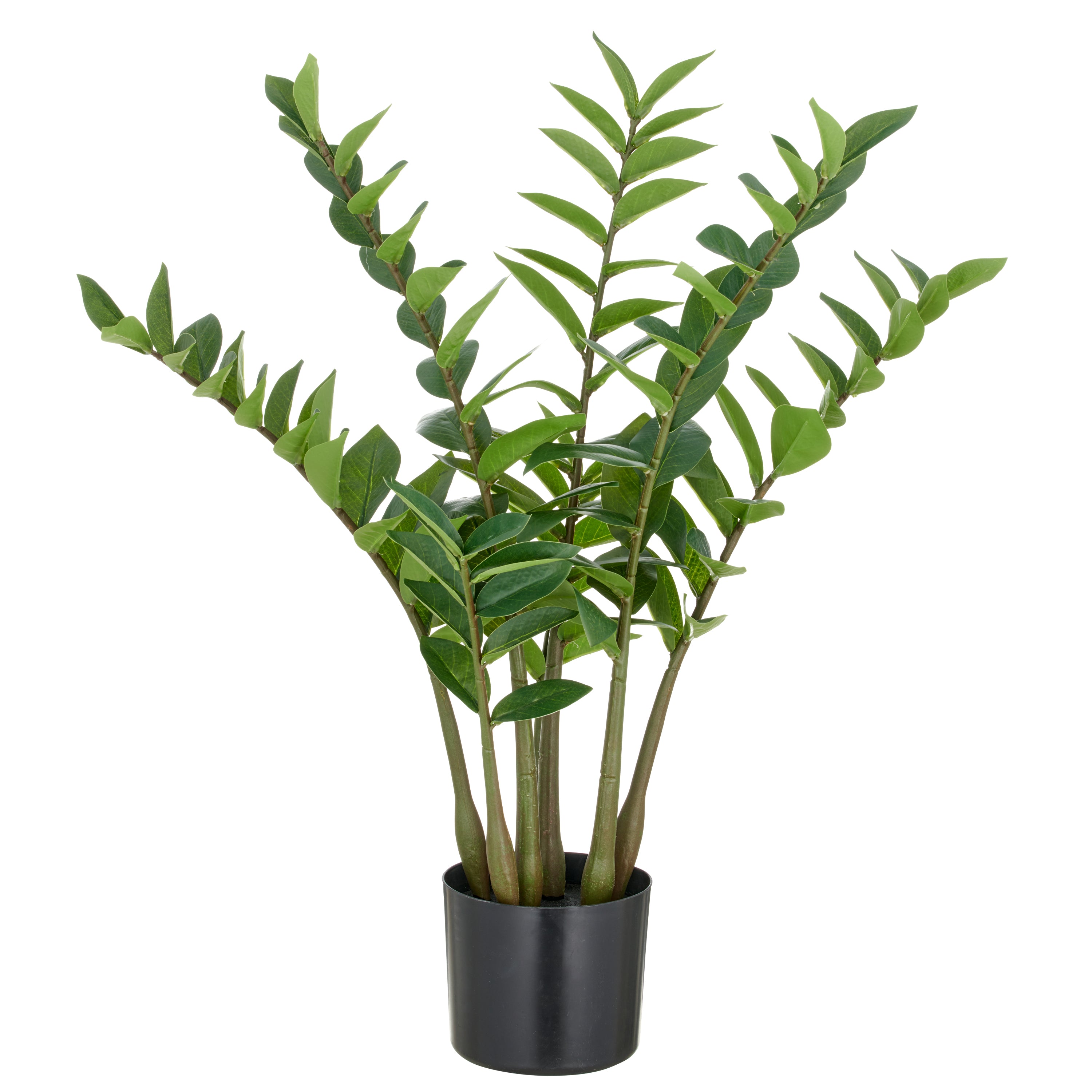 Zamifolia x7, 116 Bl. aus PEVA, 70cm, gruen, im Topf D15x13cm