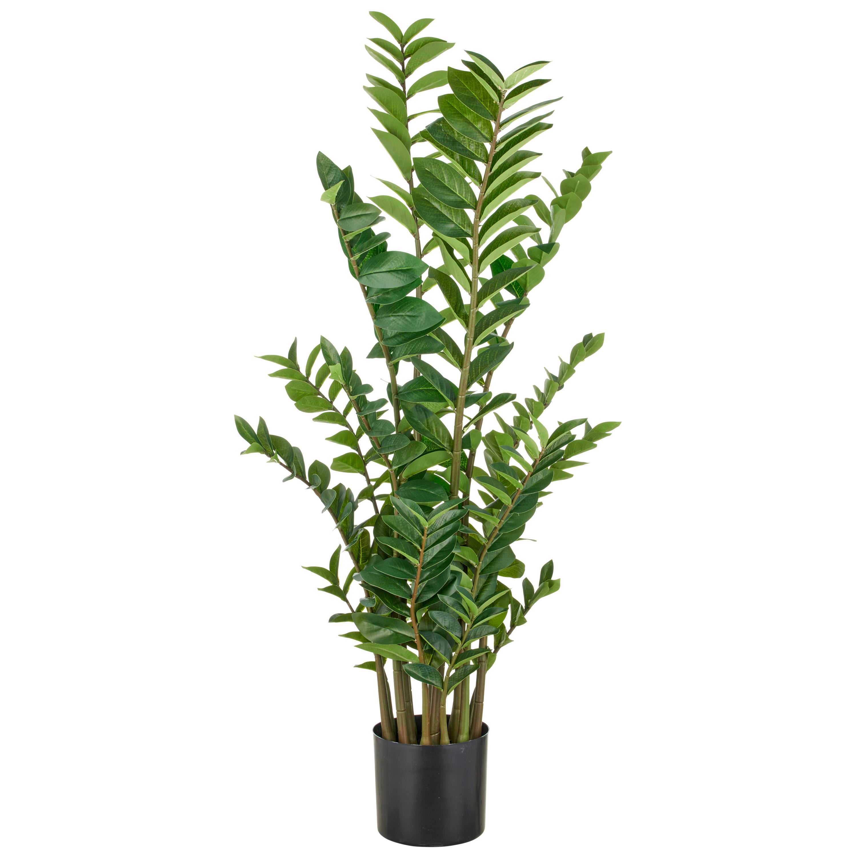 Zamifolia x13, 330 Bl. aus PEVA, 130cm, gruen, im Topf D19,5x17,5cm