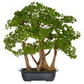 Bonsai Larix x5, ca 53x50cm, in schwarzer Kunststoffschale 28x19,5x7,5cm