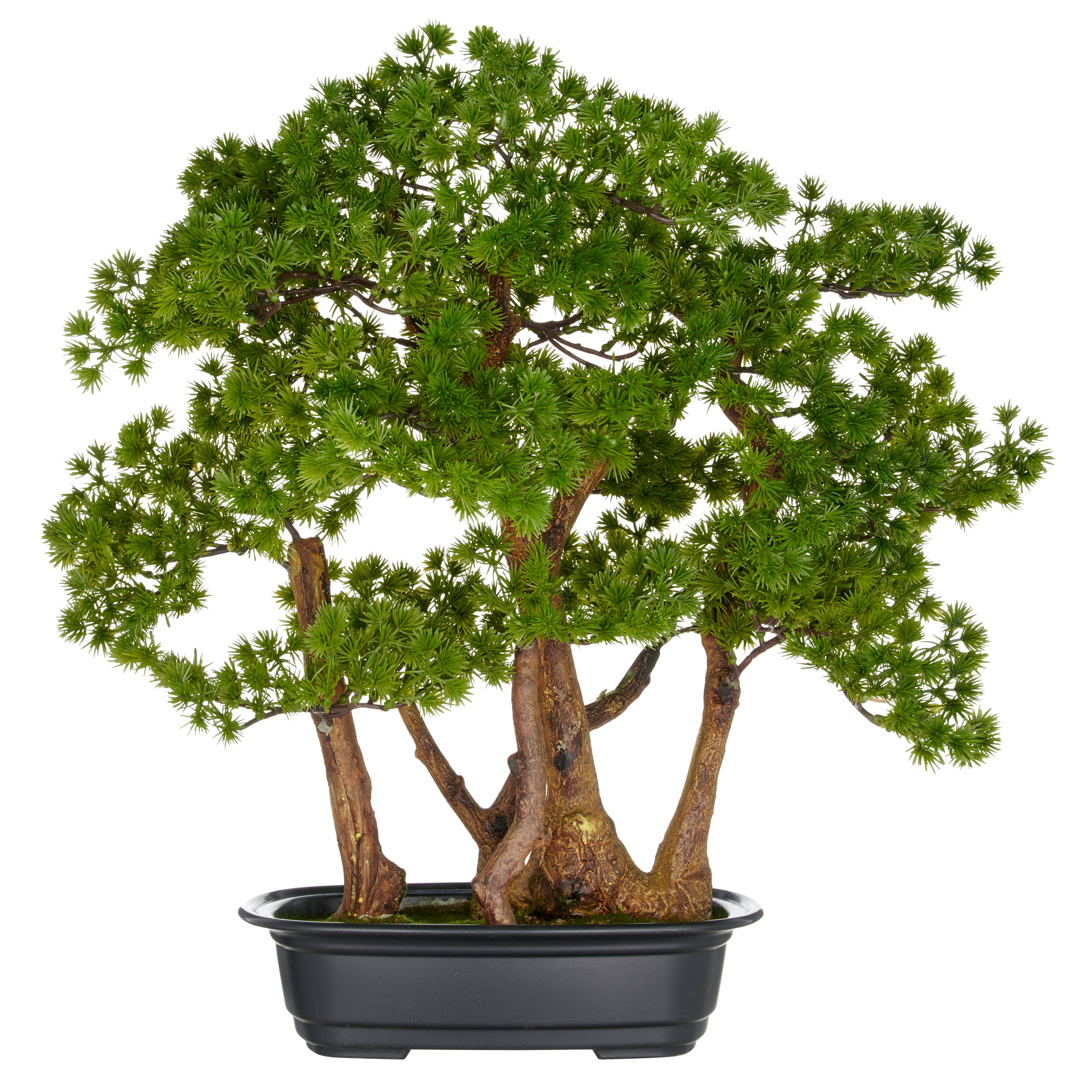 Bonsai Larix x5, ca 53x50cm, in schwarzer Kunststoffschale 28x19,5x7,5cm