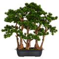 Bonsai Kiefer x7, ca 60x60cm, in schwarzer Kunststoffschale 33x23x8cm