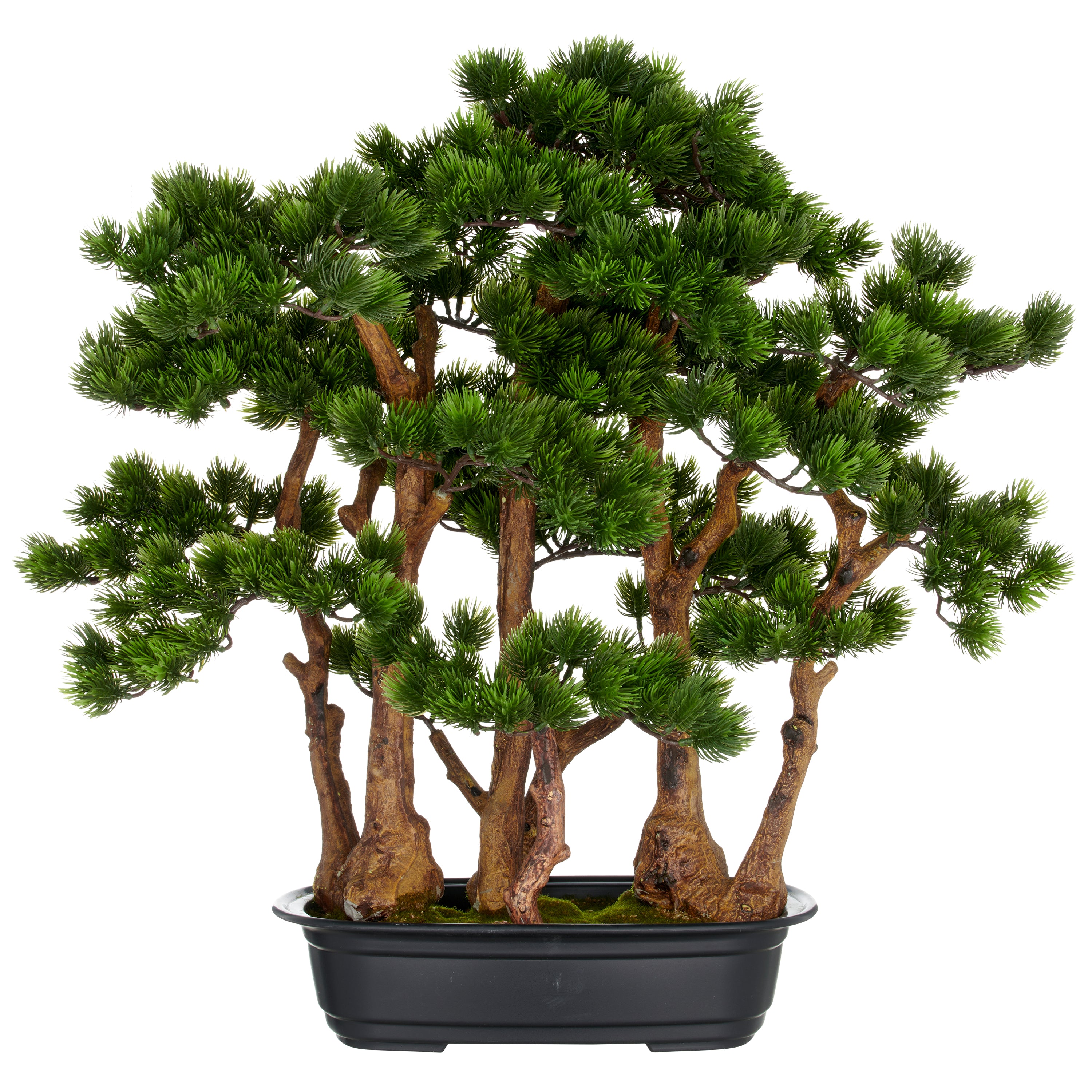 Bonsai Kiefer x7, ca 60x60cm, in schwarzer Kunststoffschale 33x23x8cm