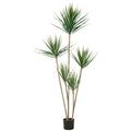 Dracaena draco x5, ca 165cm, gruen, im Kunststofftopf 15x13cm, UV-bestaendig