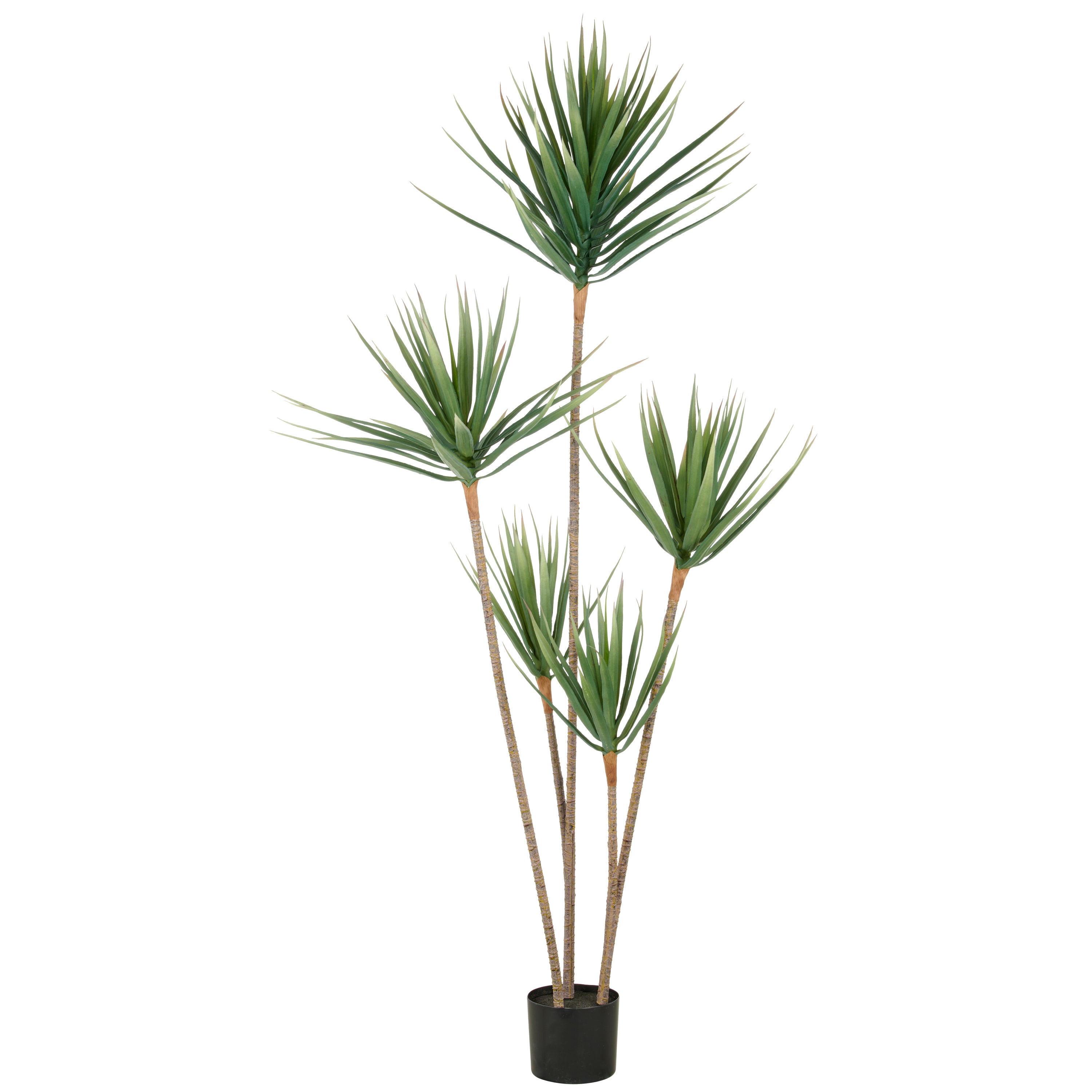 Dracaena draco x5, ca 165cm, gruen, im Kunststofftopf 15x13cm, UV-bestaendig