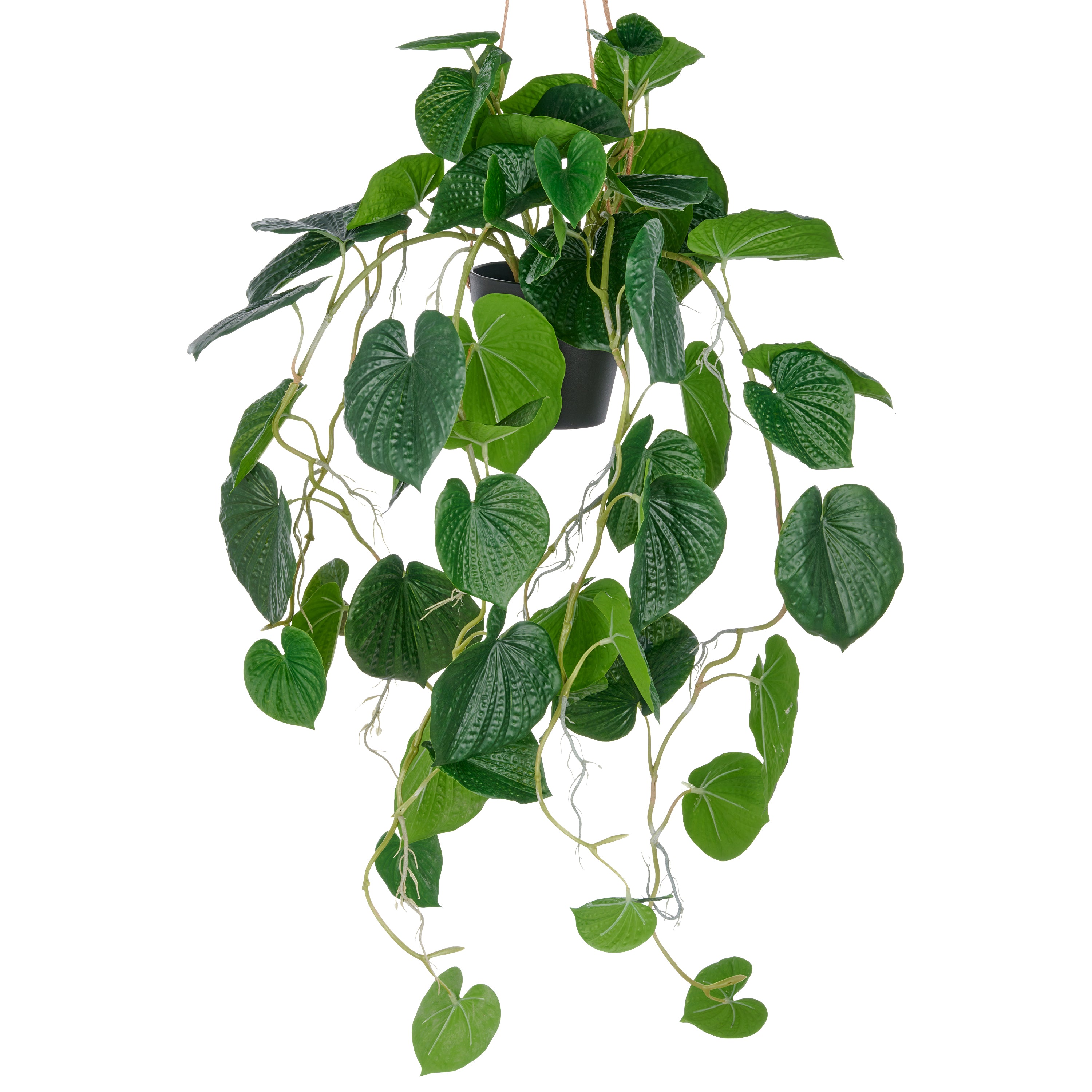 Peperomia caperata x10, ca 70cm, gruen, im Kunststoffhaengetopf 12,5x11cm mit Erde