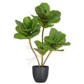 Ficus lyrata x3, 65cm, gruen, im Kunststofftopf 14x13cm