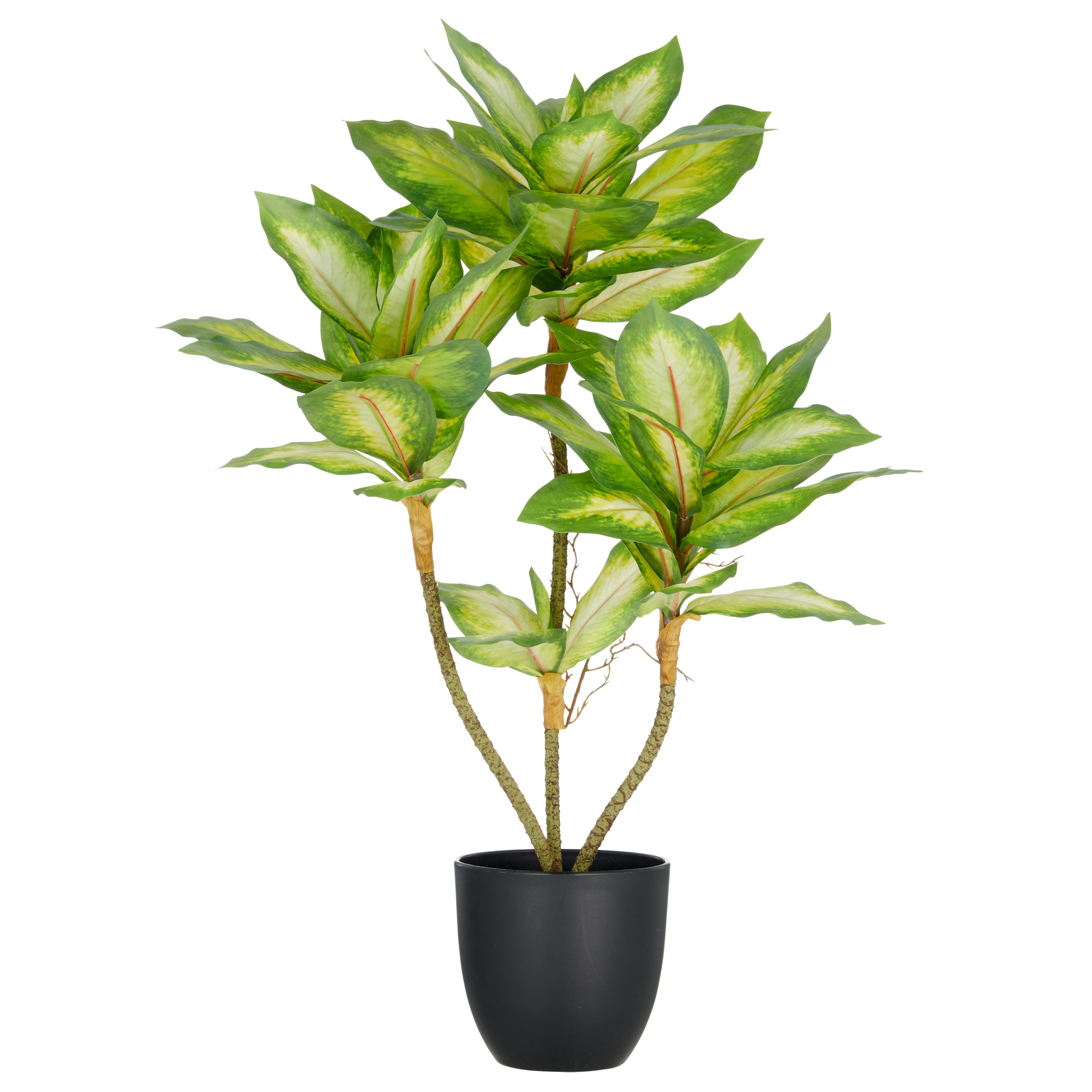 Dieffenbachia x3, 65cm, gruen, im Kunststofftopf 14x13cm