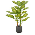 Dieffenbachia x3, 29 Bl., 100cm, gruen, im grauen Kunststofftopf 21,5x21,5cm