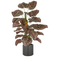 Anthurium Zara x3, 29 Bl., 100cm, gruen-braun, im grauen Kunststofftopf 21,5x21,5cm