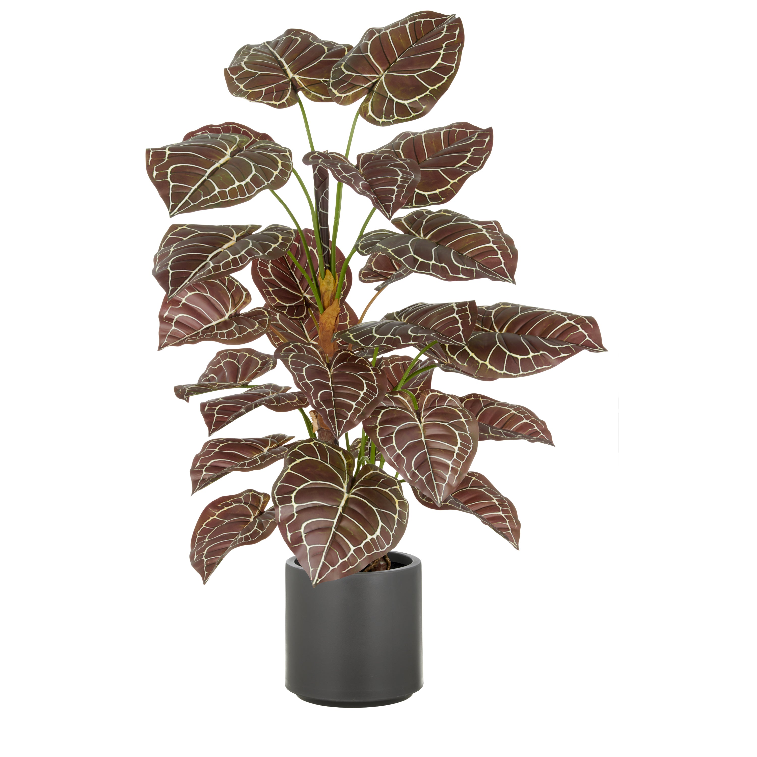 Anthurium Zara x3, 29 Bl., 100cm, gruen-braun, im grauen Kunststofftopf 21,5x21,5cm