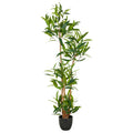 Ficus maclellandii x4, 150cm, gruen, im Kunststofftopf 18x16,5cm mit Erde