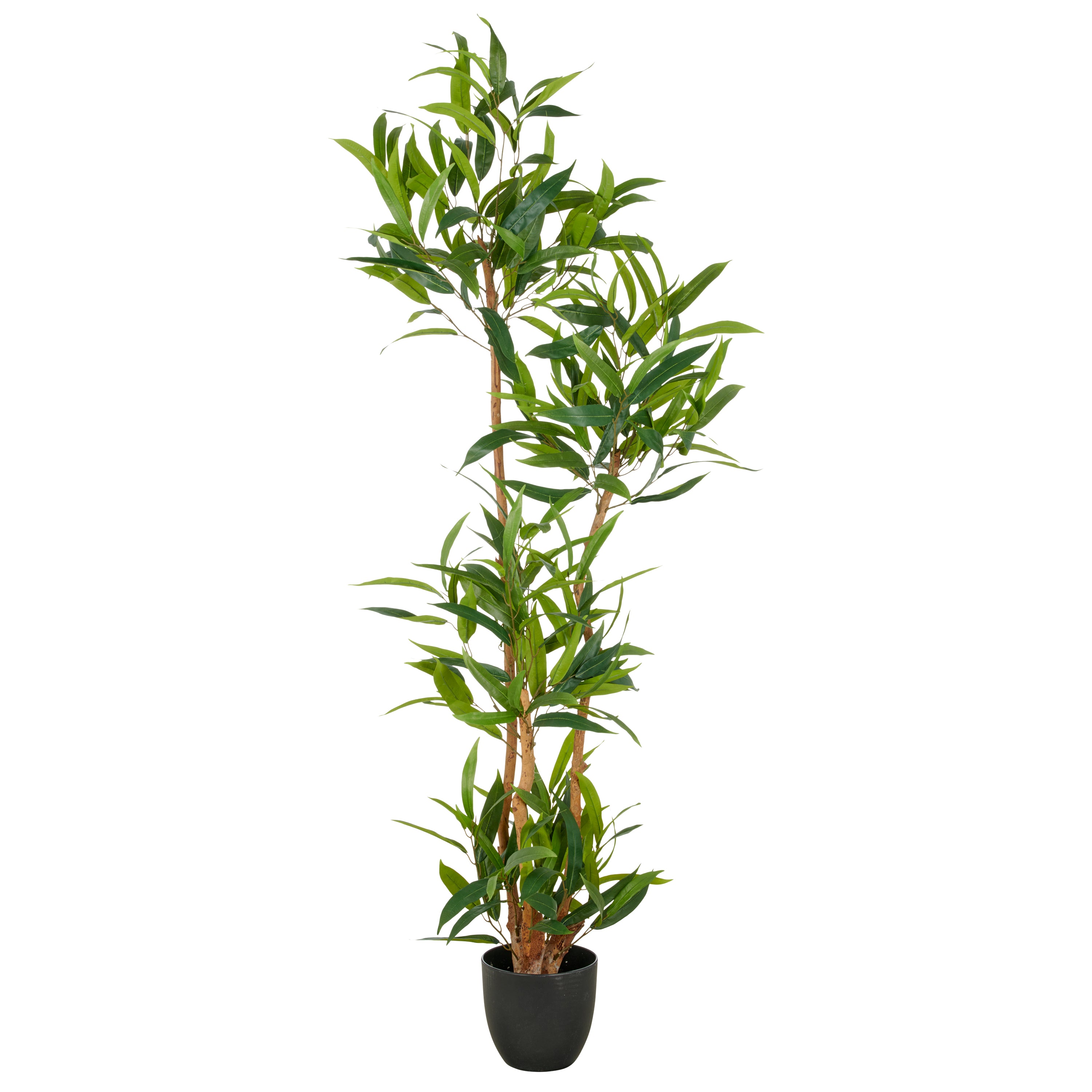 Ficus maclellandii x4, 150cm, gruen, im Kunststofftopf 18x16,5cm mit Erde
