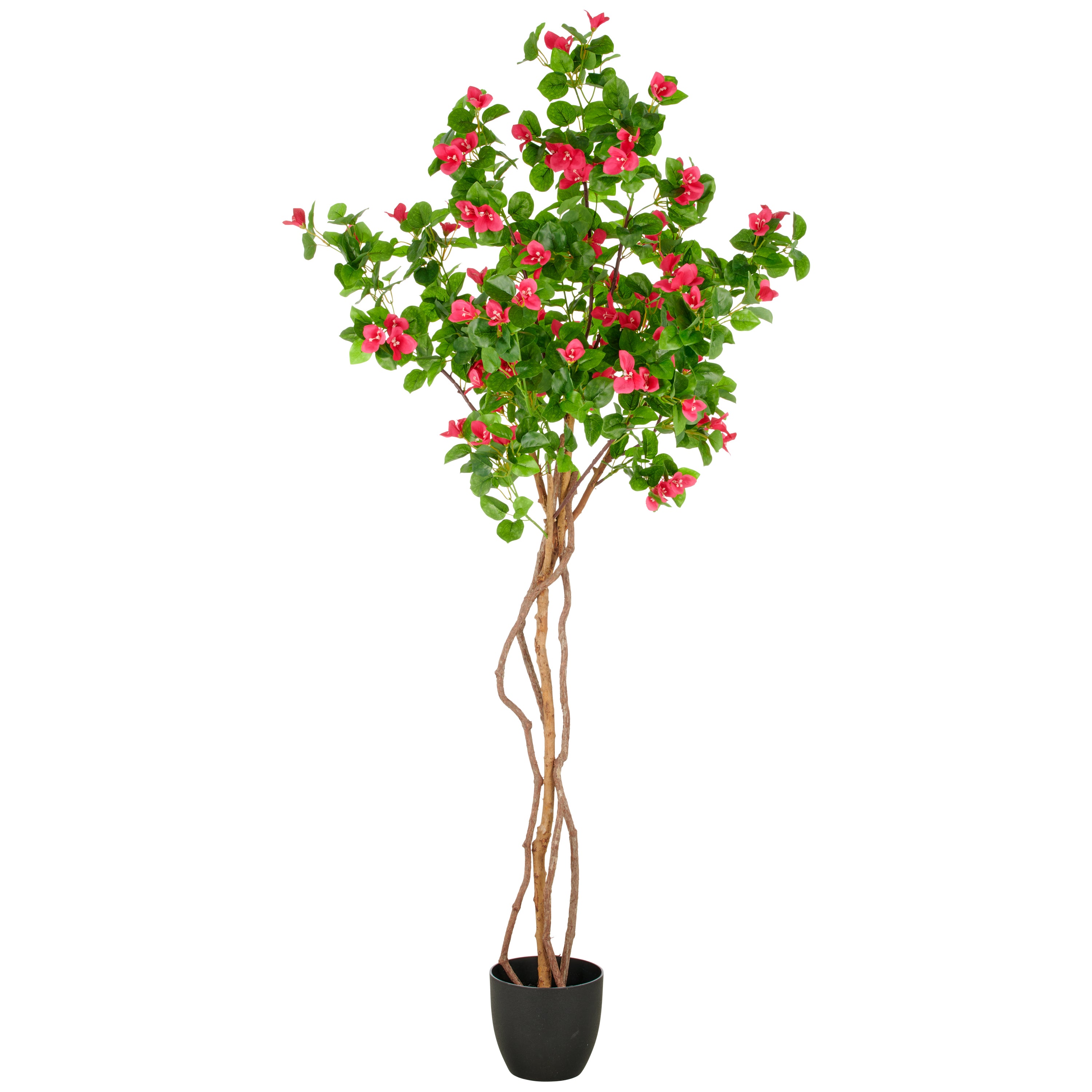 Bougainvillea, 175cm, pink, Naturstamm, im Kunststofftopf 19,5x17,5cm mit Erde