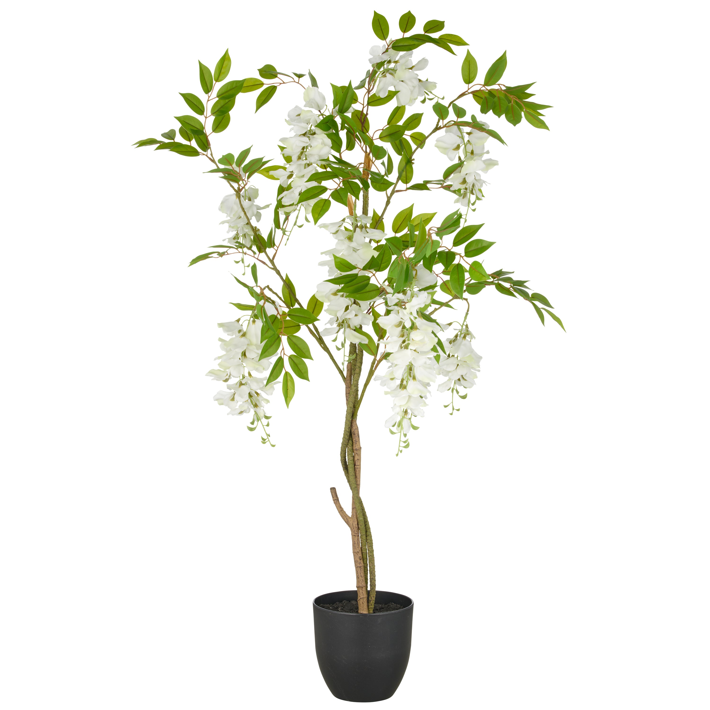 Wisteria x9, ca. 100cm, weiss, im Kunststofftopf 16x15cm mit Erde