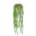 Rhipsalis crispata, ca 80cm, gruen, im Haengetopf 11,5x10cm