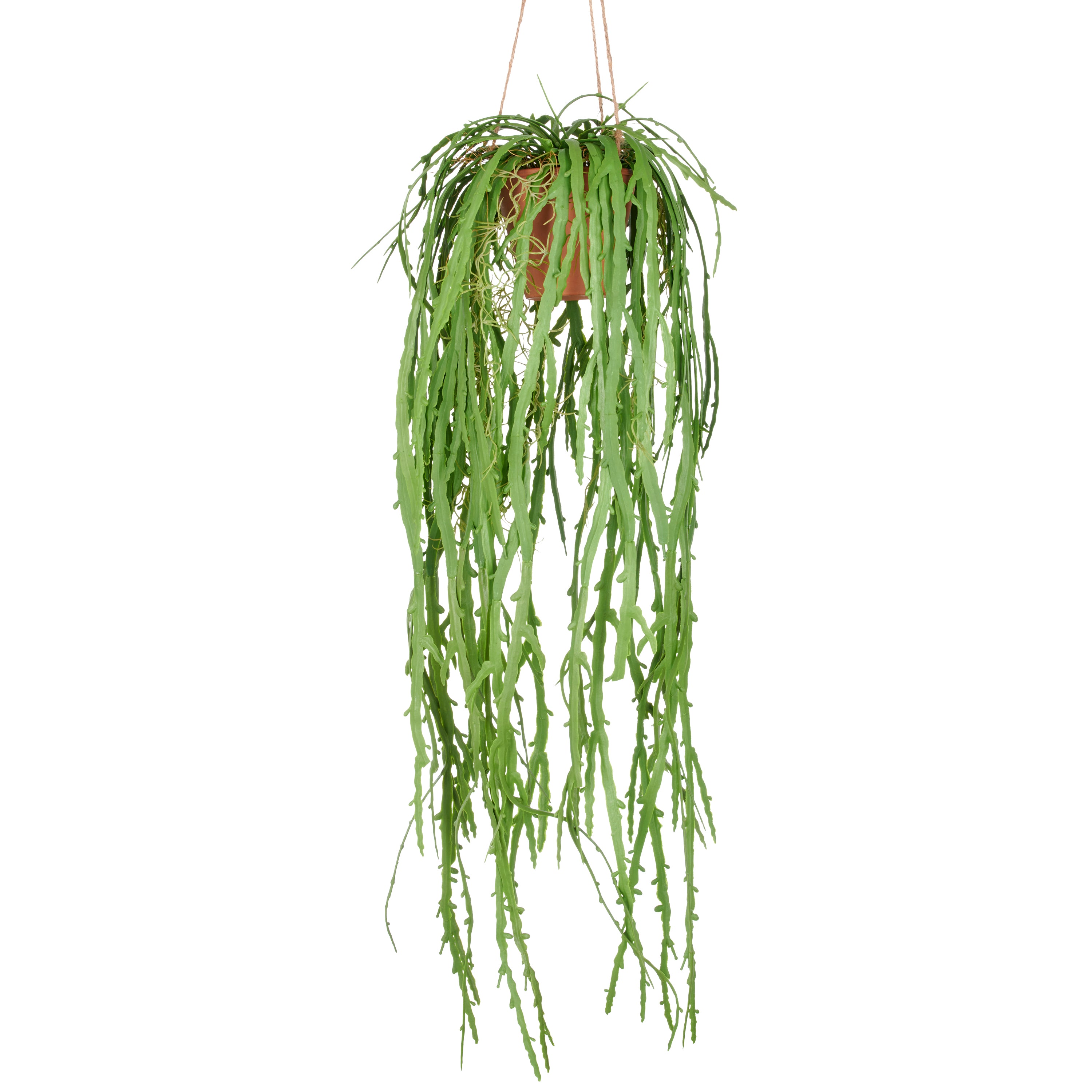 Rhipsalis crispata, ca 80cm, gruen, im Haengetopf 11,5x10cm