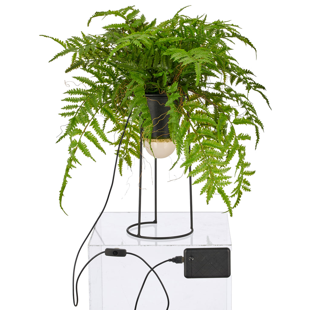 Dekostandleuchte Farnmix, ca. 60cm, gruen, auf Metallgestell rund 30x14cm, LED, 1,5m Kabel m. Stecker