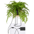 Dekostandleuchte Farnmix, ca. 60cm, gruen, auf Metallgestell rund 30x14cm, LED, 1,5m Kabel m. Stecker