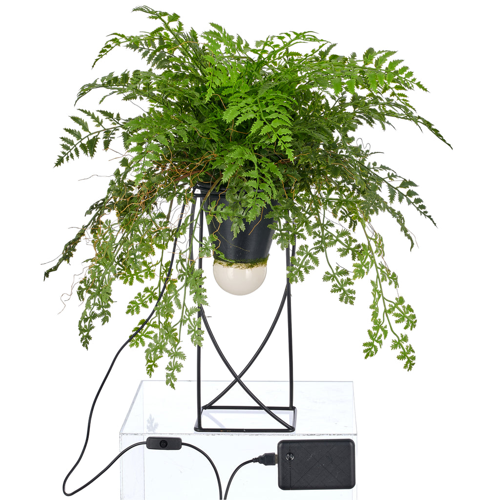 Dekostandleuchte Farnmix, ca. 60cm, gruen, auf Metallgestell quadr. 30x12,5cm, LED, 1,5m Kabel m. Stecker