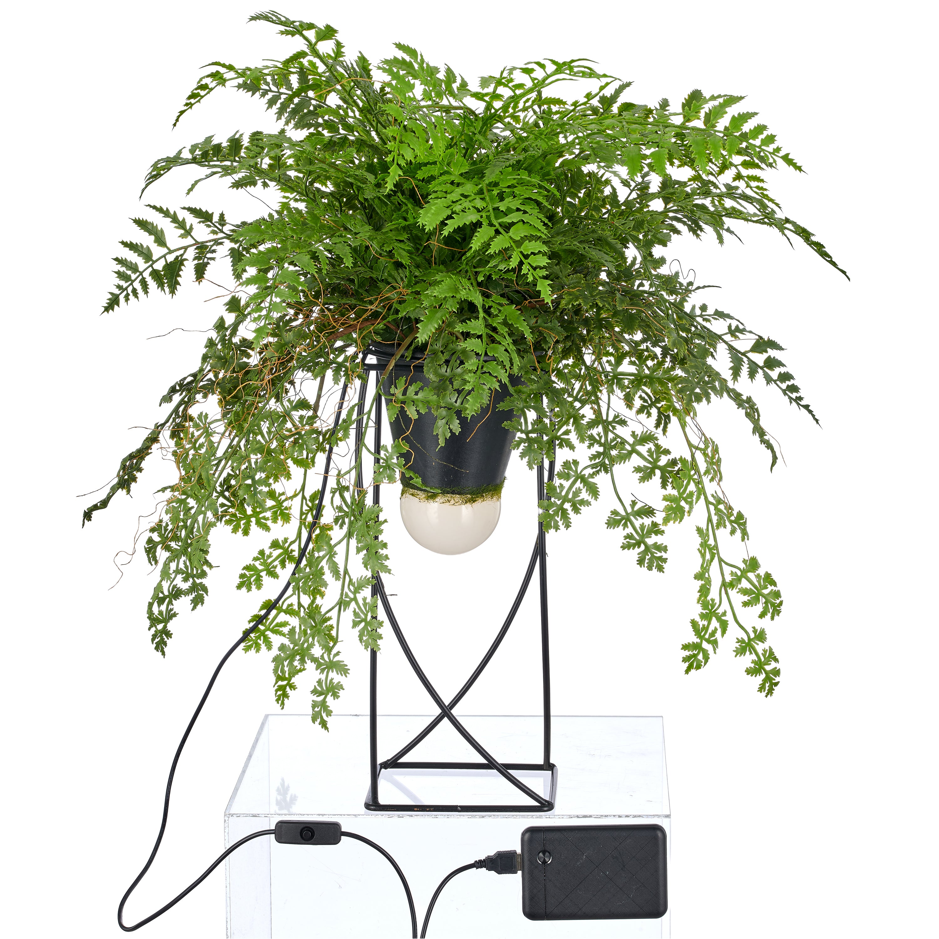 Dekostandleuchte Farnmix, ca. 60cm, gruen, auf Metallgestell quadr. 30x12,5cm, LED, 1,5m Kabel m. Stecker
