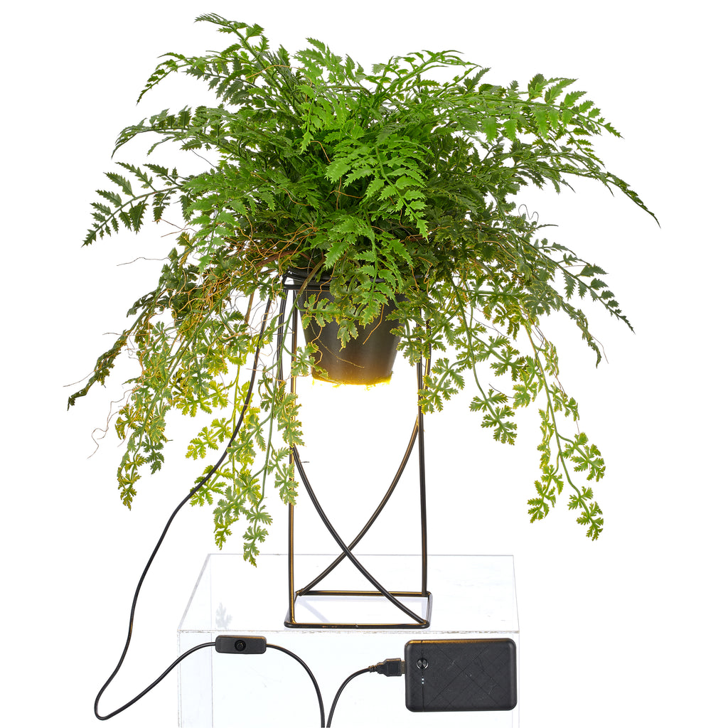 Dekostandleuchte Farnmix, ca. 60cm, gruen, auf Metallgestell quadr. 30x12,5cm, LED, 1,5m Kabel m. Stecker