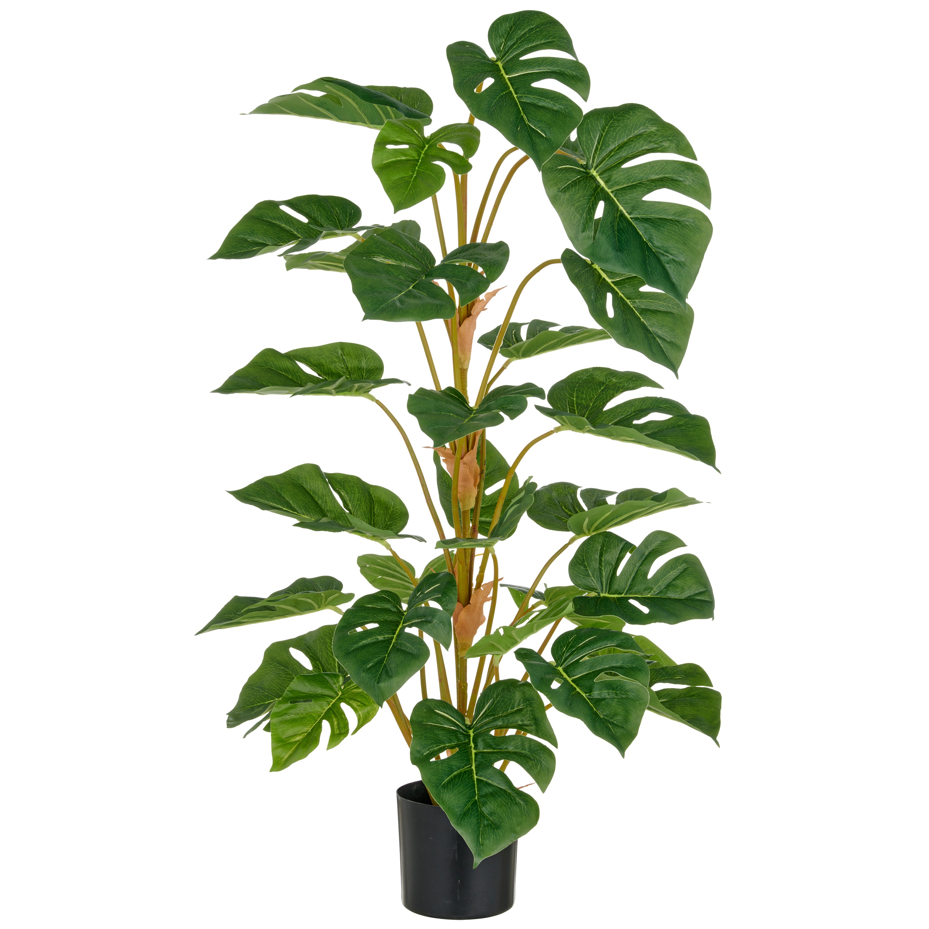 Split Philodendron, 29 Blaetter, 90cm, gruen, im Kunststofftopf 12,5x11,5cm