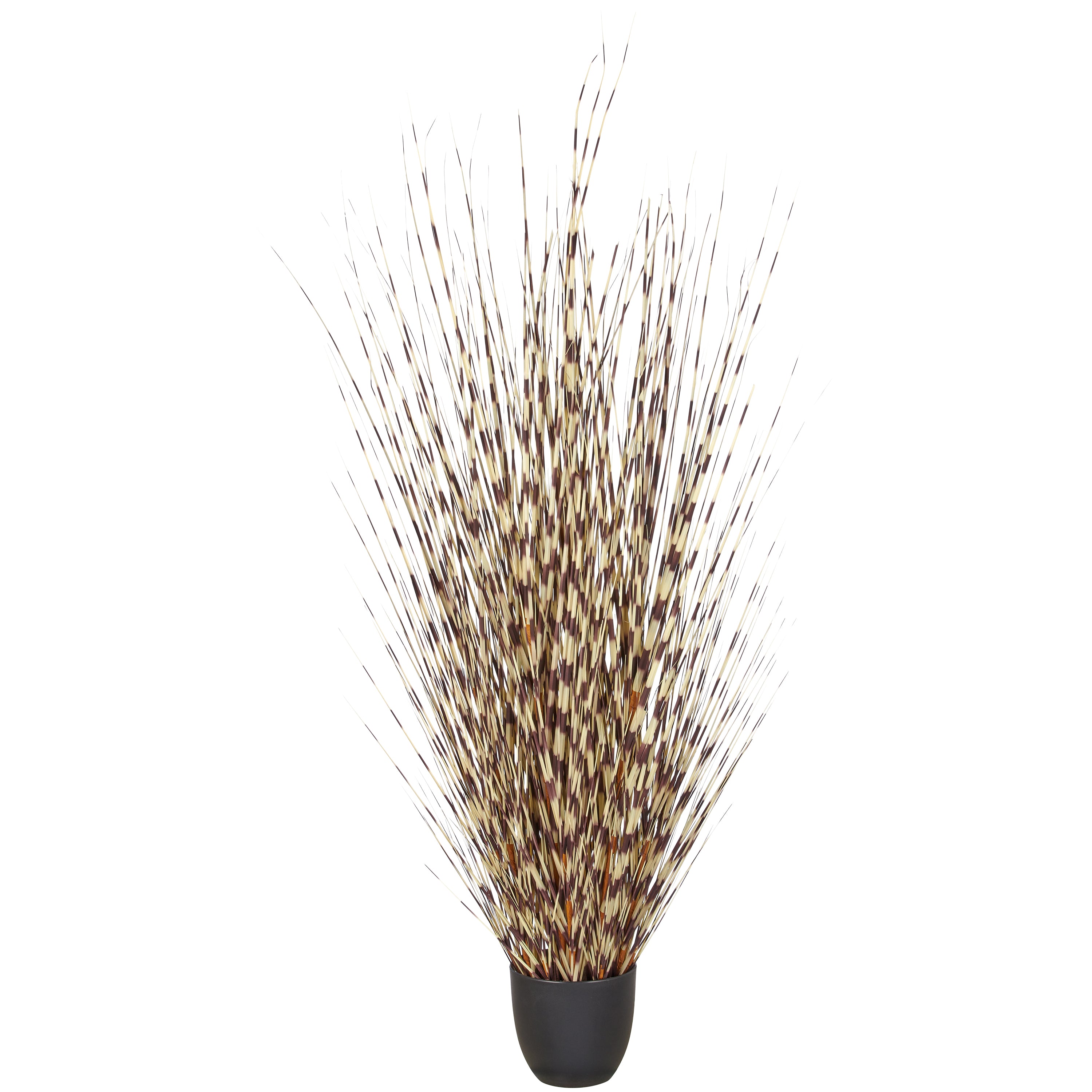 Miscanthus strictus, 140cm, creme-braun, im Kunststofftopf 18x16,5cm