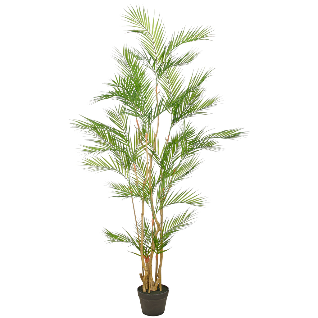 Goldfruchtpalme x8, 160cm, gruen, im Kunststofftopf 18x14cm mit Erde