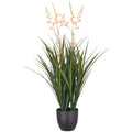 Montbretie x2, 90cm, orange, im Kunststofftopf 16x15cm