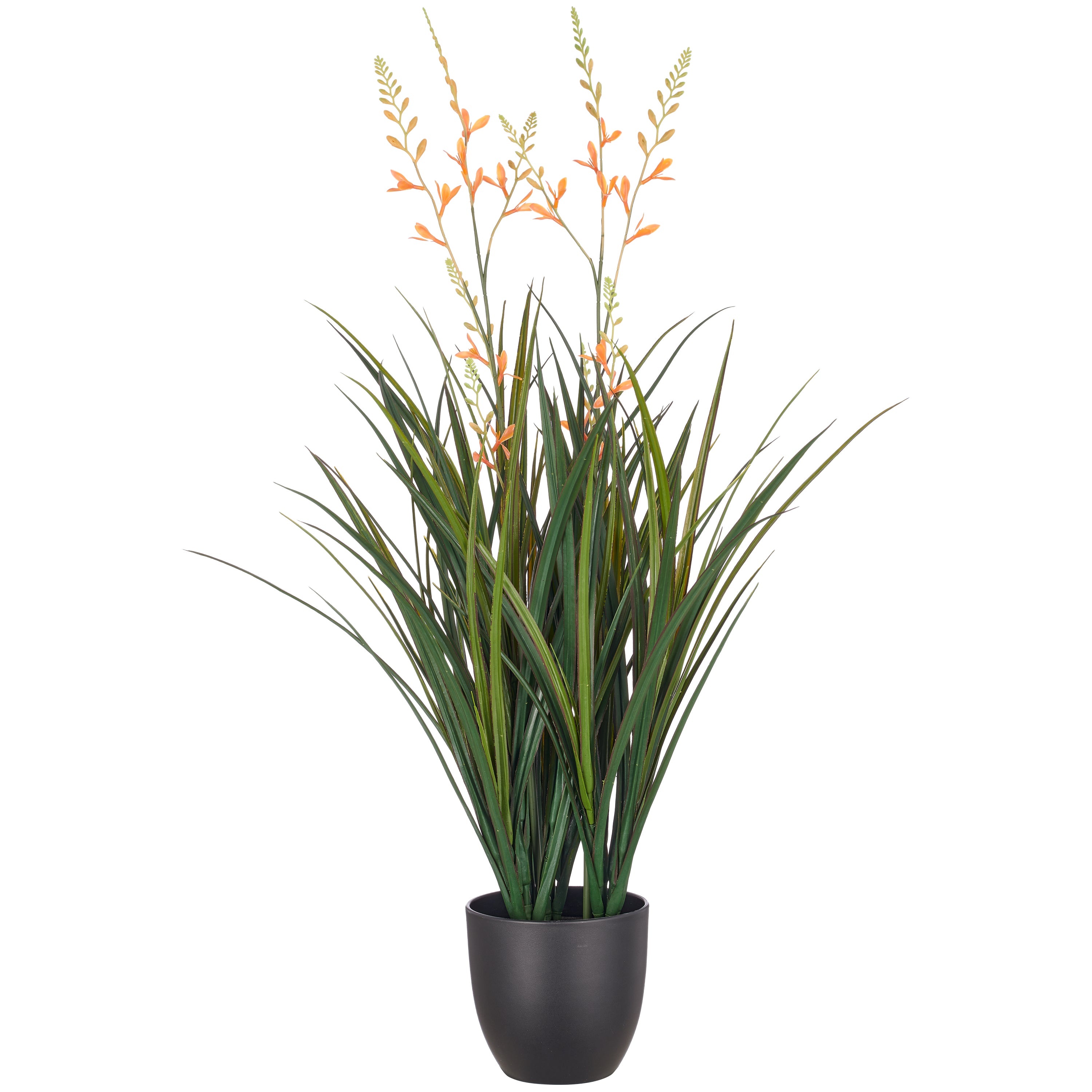 Montbretie x2, 90cm, orange, im Kunststofftopf 16x15cm