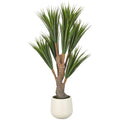 Dracaena x7, 150cm, gruen, im Kunststofftopf creme 21x23cm