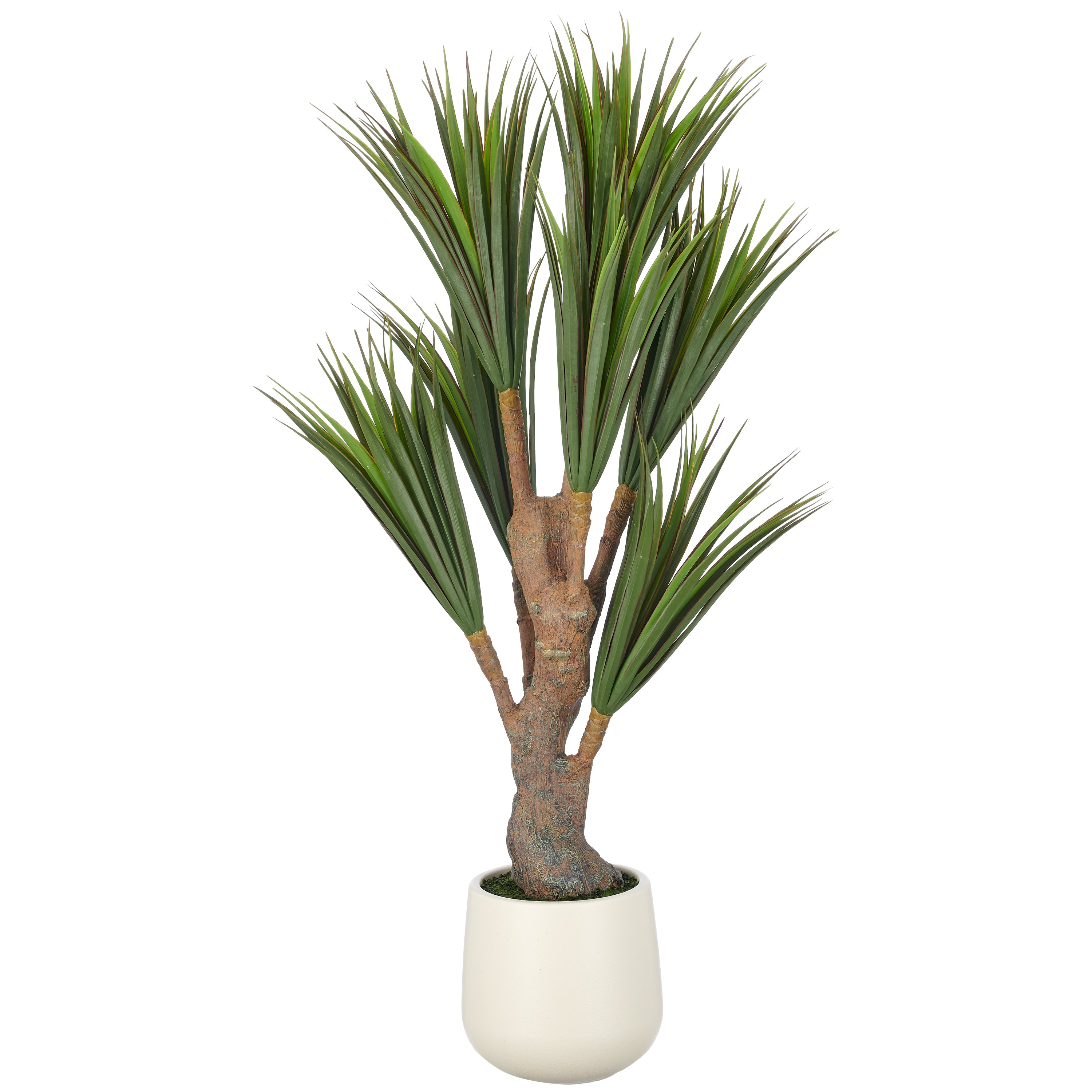 Dracaena x7, 150cm, gruen, im Kunststofftopf creme 21x23cm