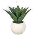 Agave attenuata x17, 50cm, gruen, im Kunststofftopf creme 27x21cm