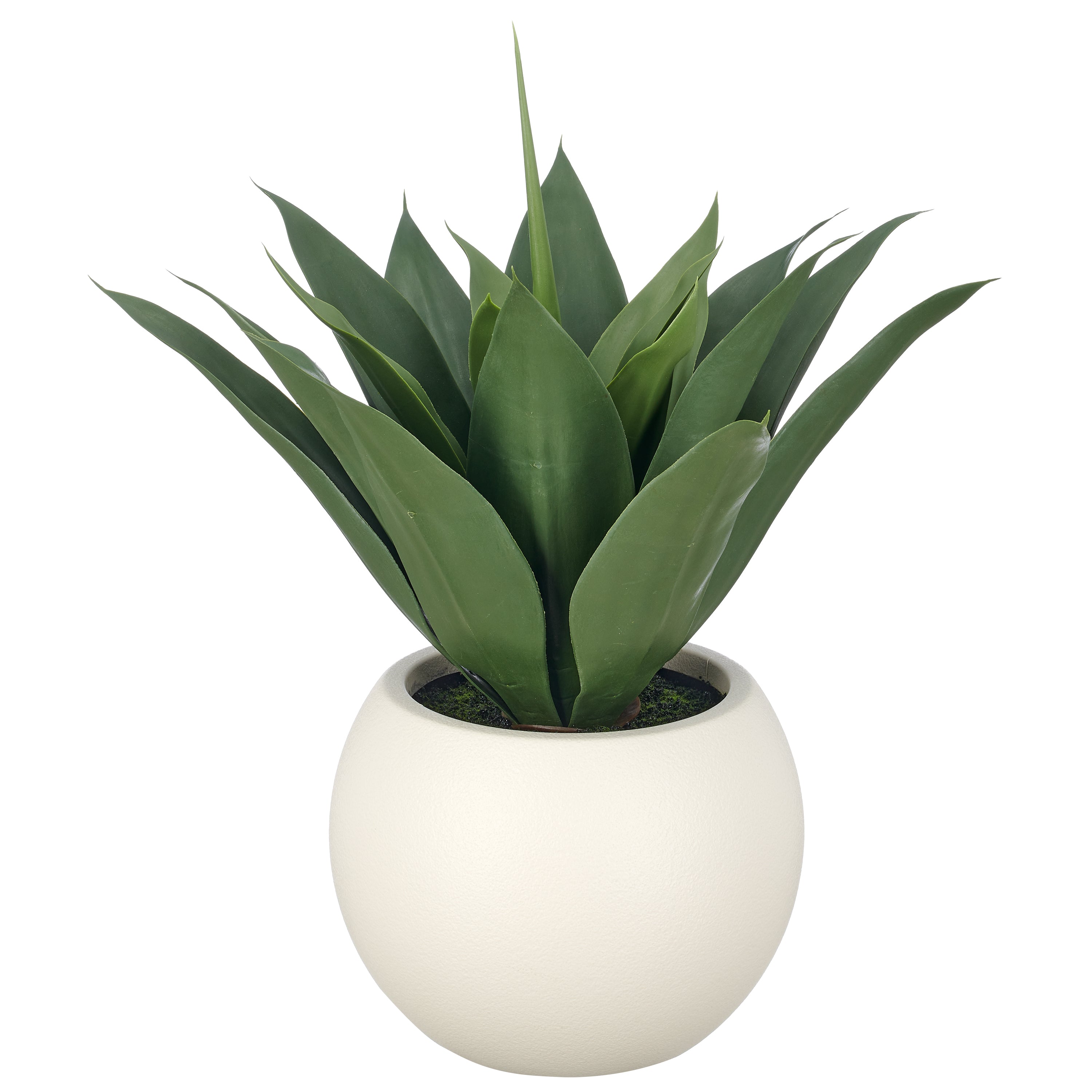 Agave attenuata x17, 50cm, gruen, im Kunststofftopf creme 27x21cm