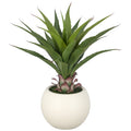 Agave salmiana x23, 65cm, gruen, im Kunststofftopf creme 27x21cm