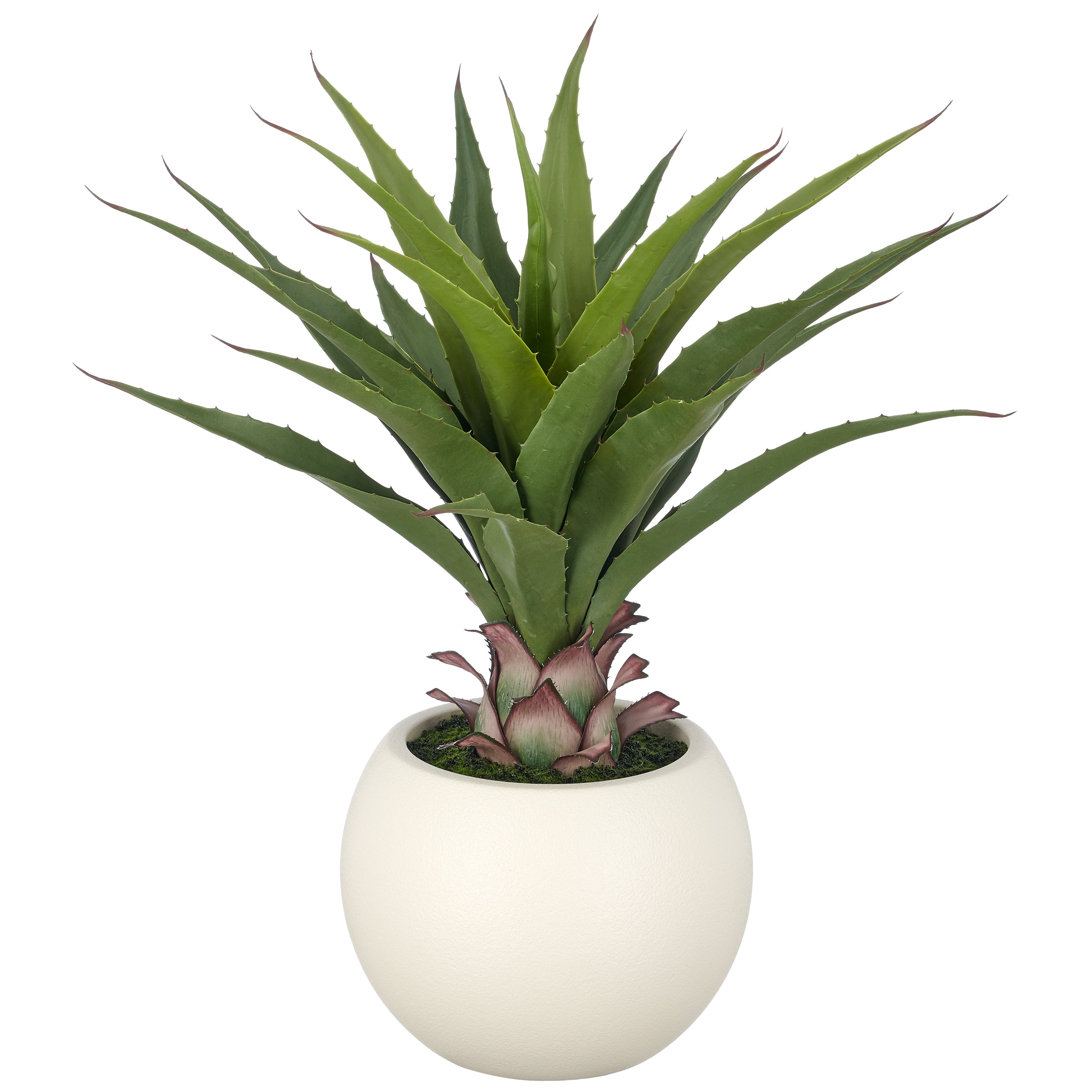 Agave salmiana x23, 65cm, gruen, im Kunststofftopf creme 27x21cm