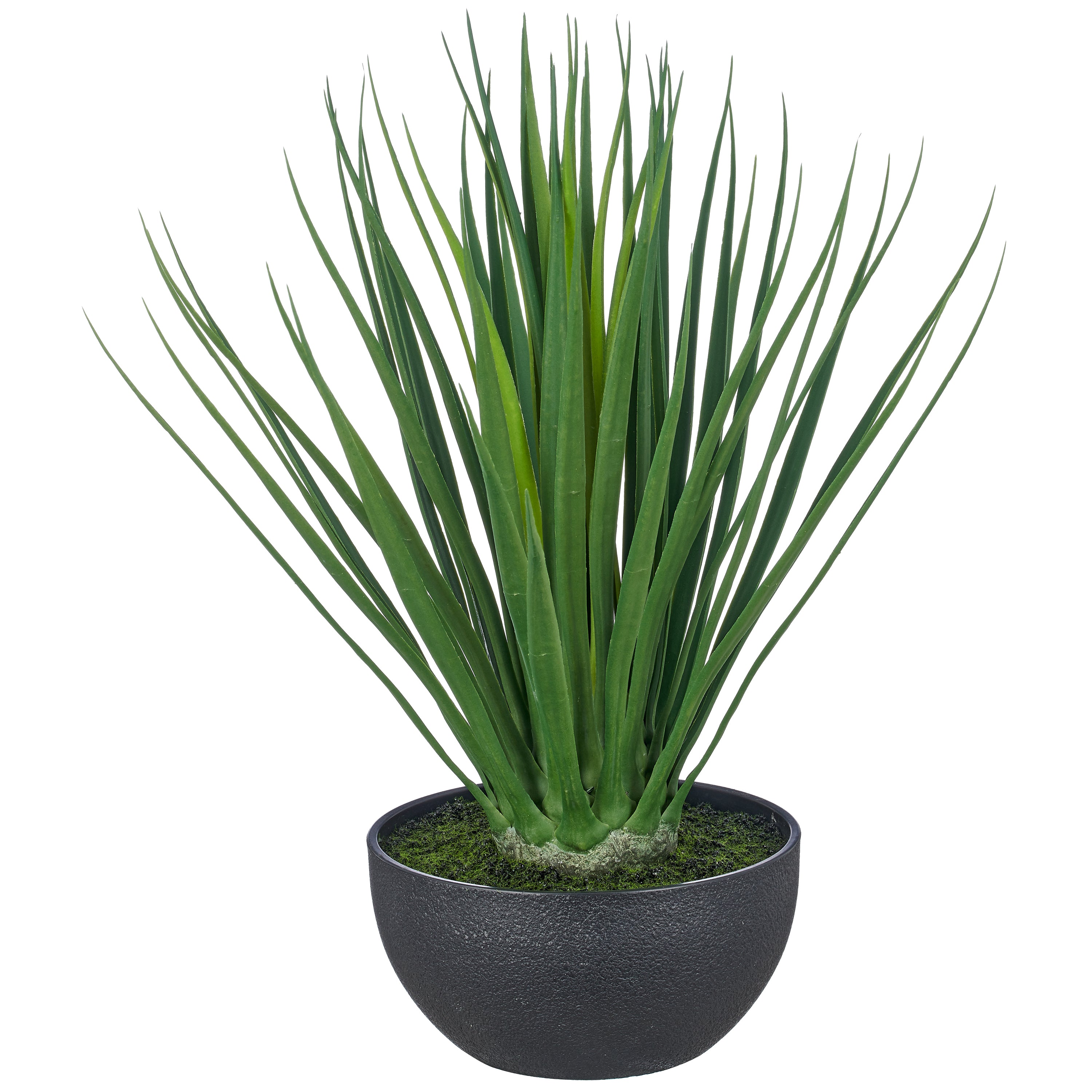 Yucca gloriosa, 48cm, gruen, in schwarzer Kunststoffschale 20x10cm