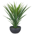 Yucca filamentosa, 53cm, gruen, in schwarzer Kunststoffschale 20x10cm