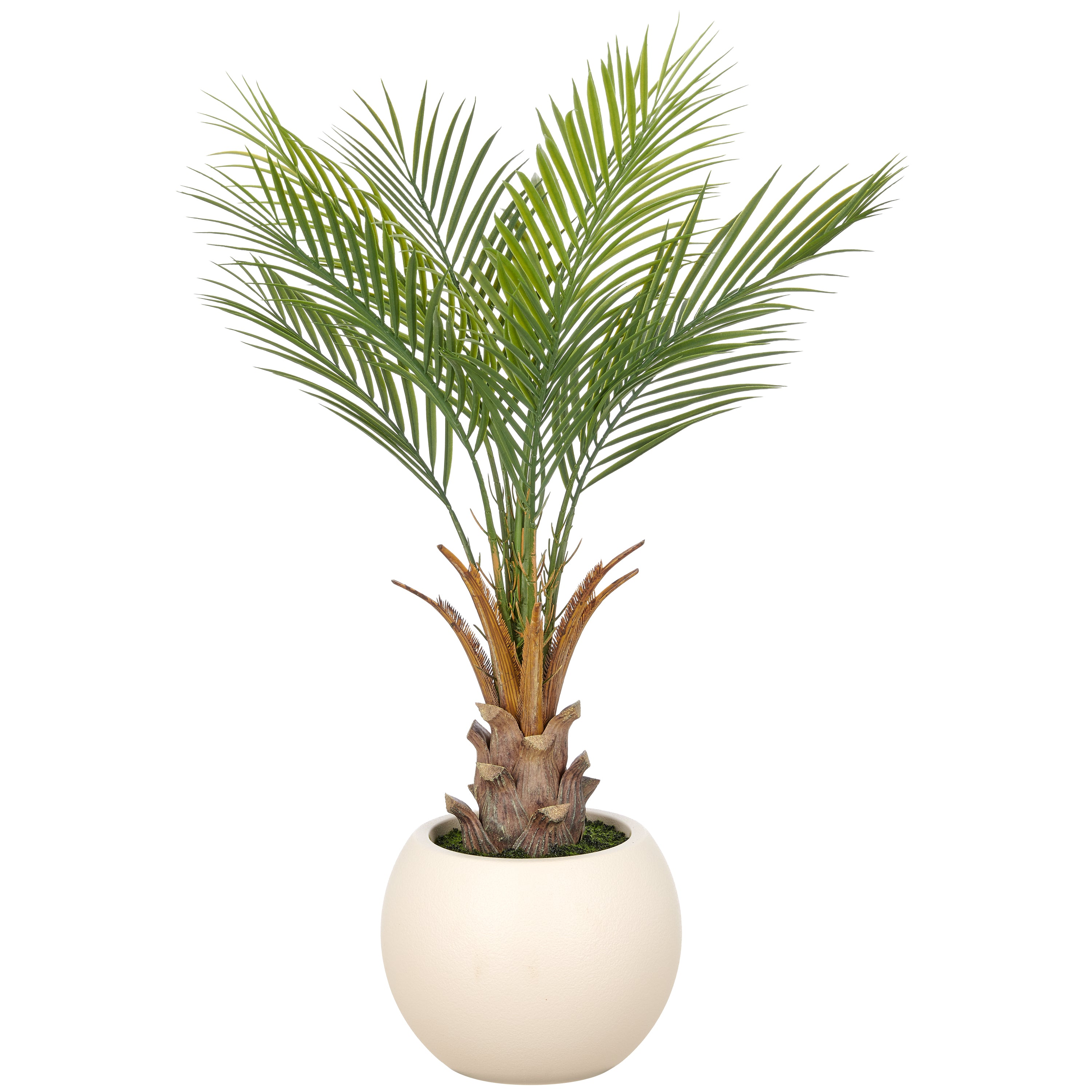 Phoenix roebelenii Palme x9, 90cm, gruen, im Kunststofftopf creme 27x21cm
