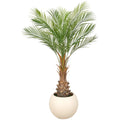 Phoenix roebelenii Palme x12, 125cm, gruen, im Kunststofftopf creme 33x26cm