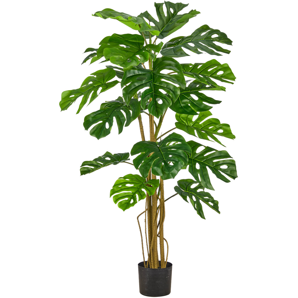 Split Philodendron x19, 150cm, gruen, im Kunststofftopf 17x14,5cm