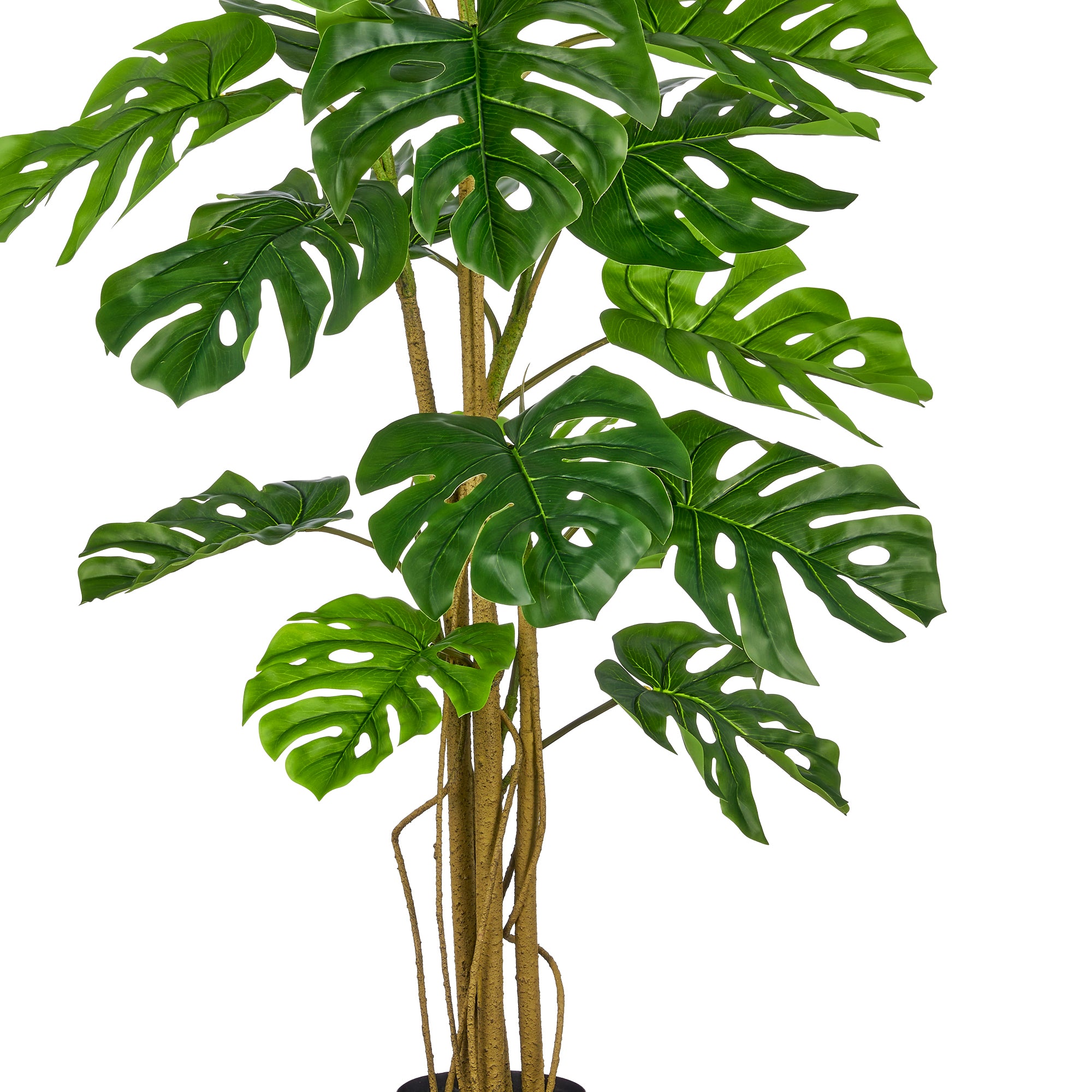 Split Philodendron x19, 150cm, gruen, im Kunststofftopf 17x14,5cm