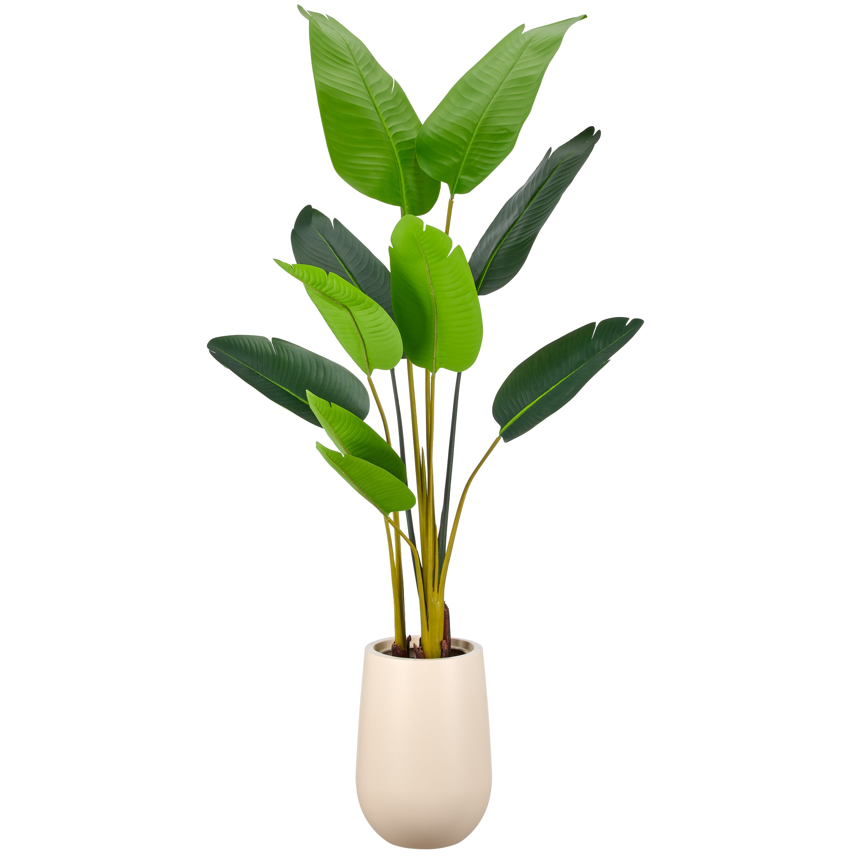 Strelitzia nicolai x10, 170cm, gruen, im Kunststofftopf creme 24,5x40cm, k.d.p.