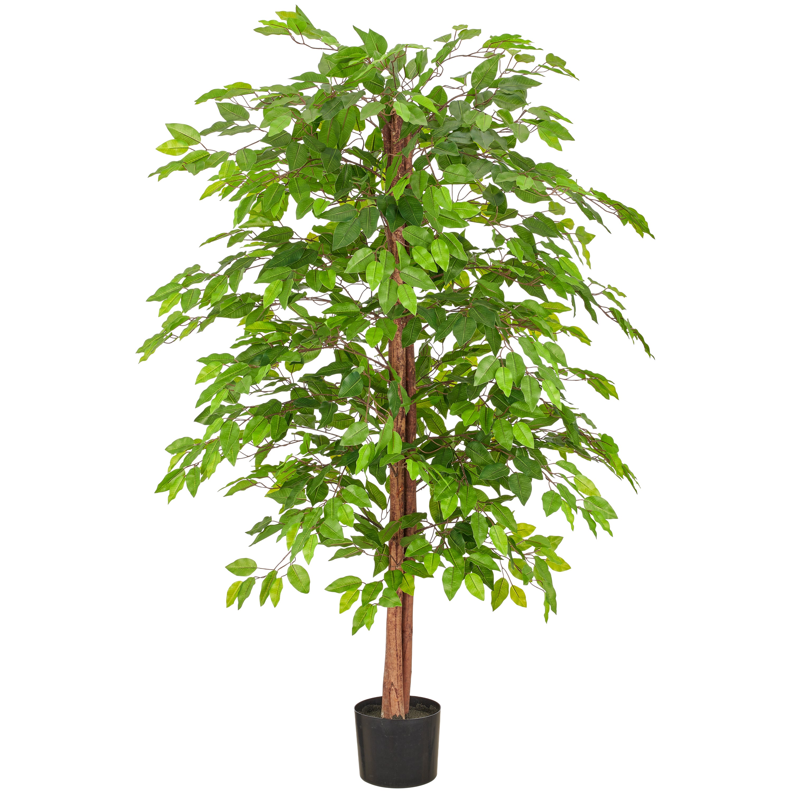 Ficus Benjamina, Naturstamm, 160cm, gruen, Kunststoff, im Kunststofftopf 17x14,5cm