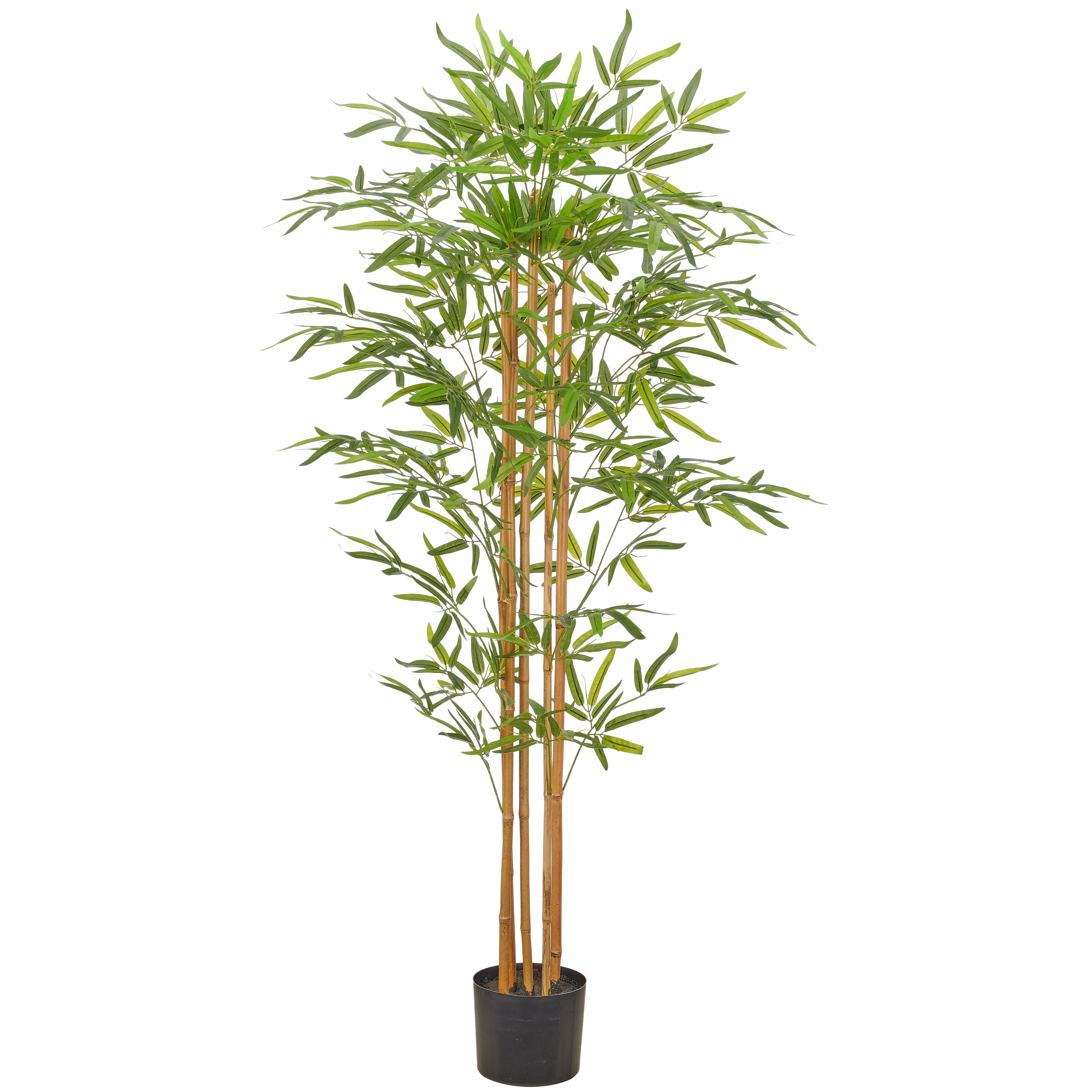 Bambus x5, Naturstamm, 155cm, gruen, Kunststoff, im Kunststofftopf 17x15cm
