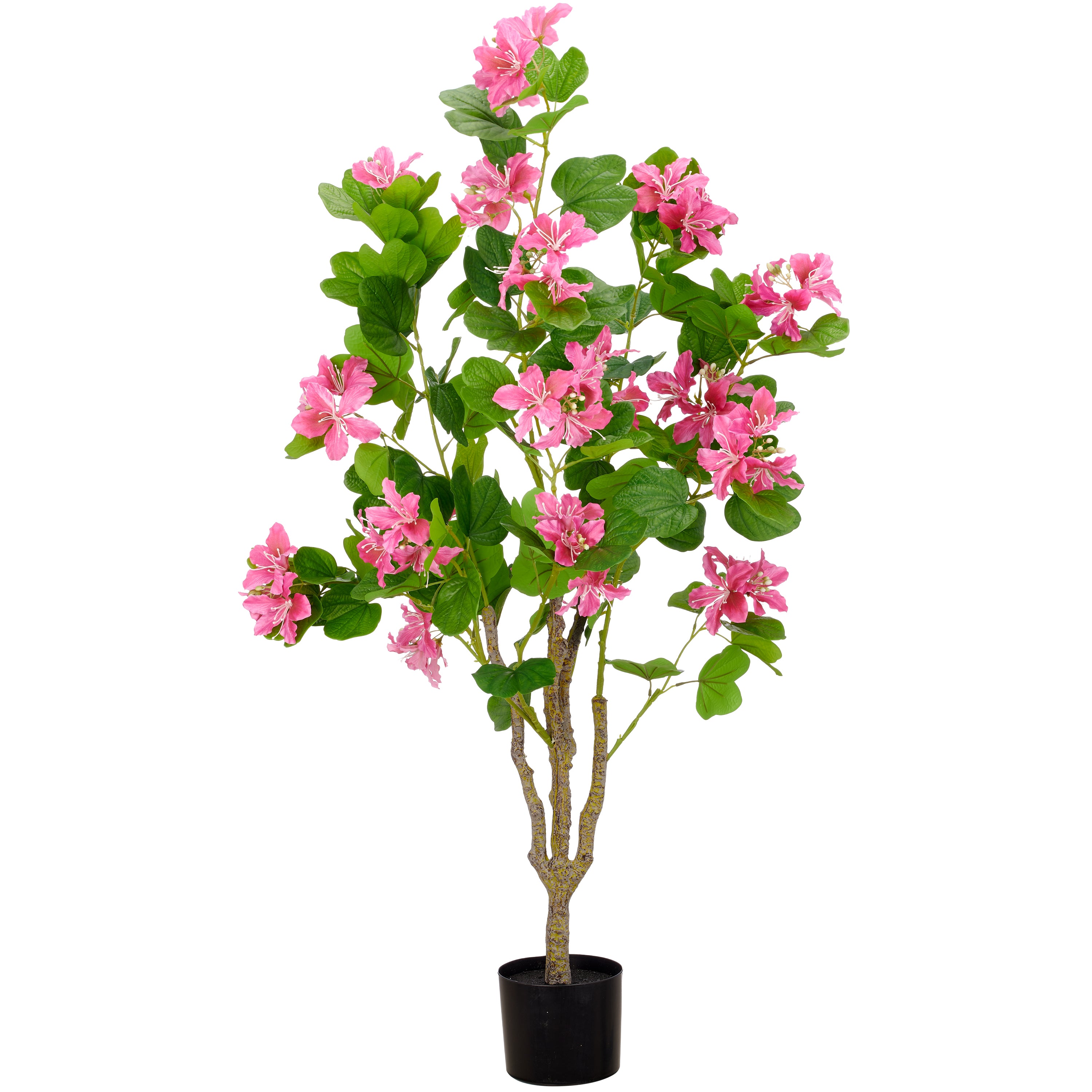 Bauhinia Baum, 125cm, pink, im Kunststofftopf 15x12,5cm