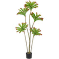 Aeonium arboreum x5, 160cm, gruen-rosa, im Kunststofftopf 17x15cm