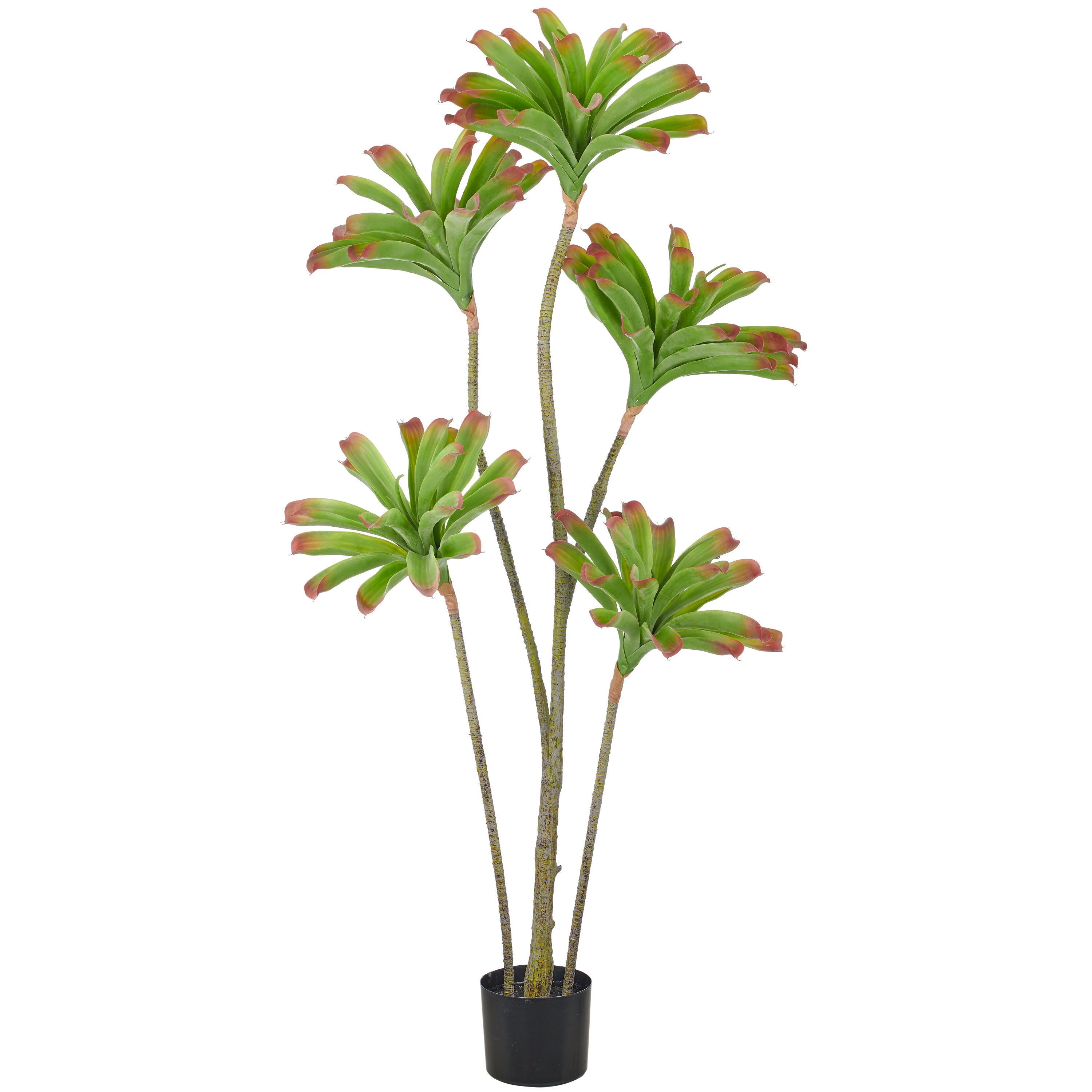 Aeonium arboreum x5, 160cm, gruen-rosa, im Kunststofftopf 17x15cm