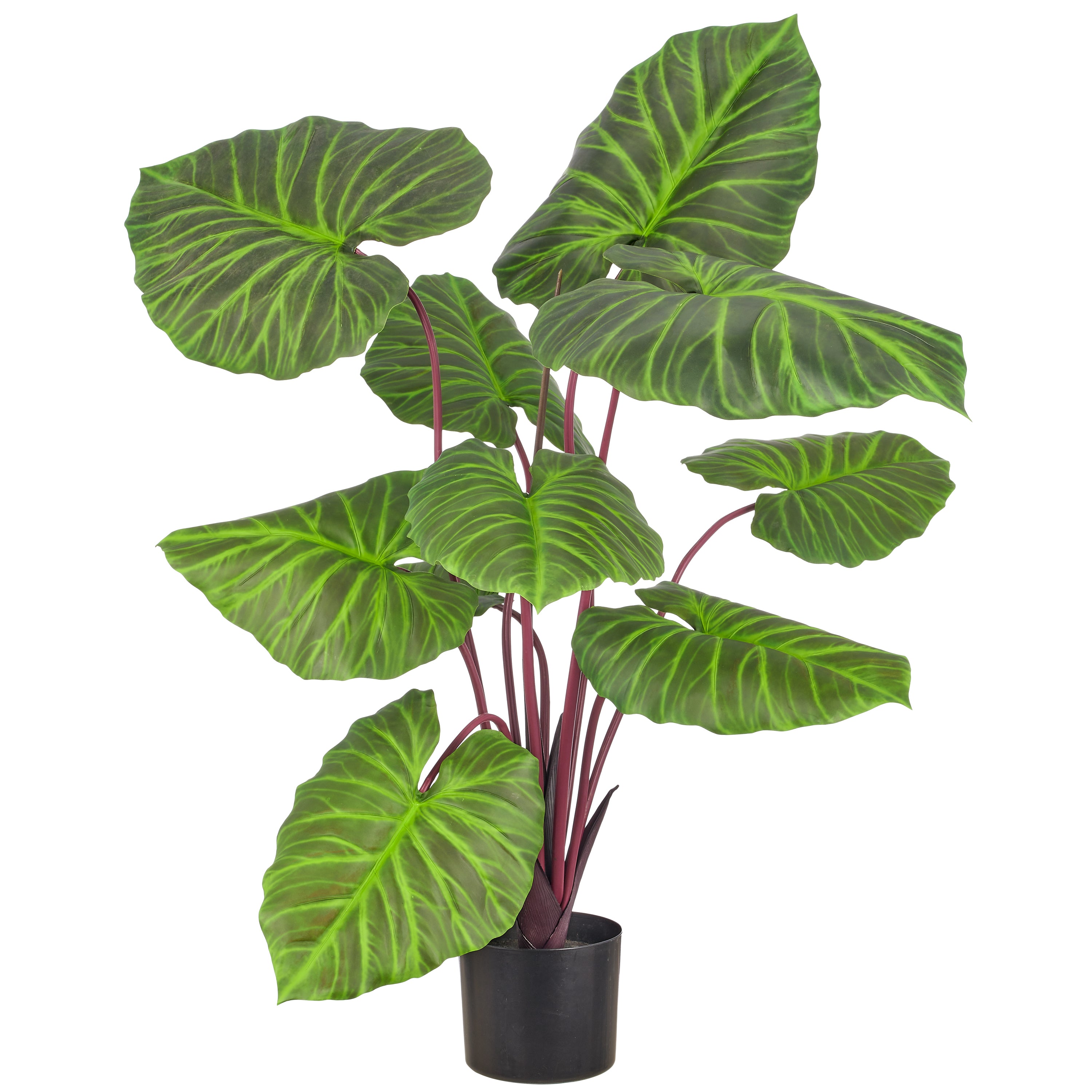 Colocasia green magic x10, 100cm, gruen, im Kunststofftopf 15x13cm